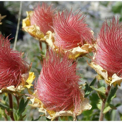 87Pcs Prairie Smoke Seeds Easy to Establish great for novice rock garden styling and wildflower meadow design