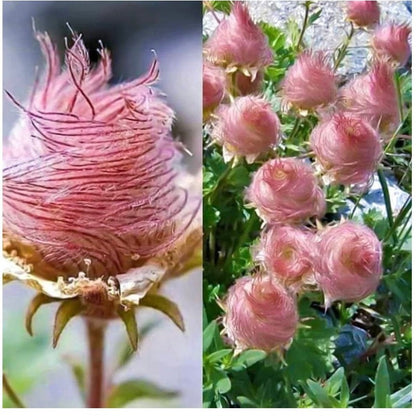 87Pcs Prairie Smoke Seeds Easy to Establish great for novice rock garden styling and wildflower meadow design