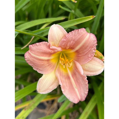 100pcs Hundred Tail Flower Seeds Simple to Grow add distinctive elegant ornamental charm to yard grounds and garden landscape spaces