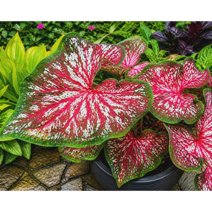 100pcs Ornamental Foliage Plants Caladium Bicolor Seeds Heart Shaped Leaves For Home Garden Easy To Grow