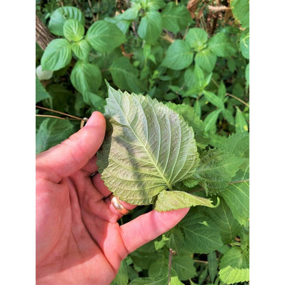 100pcs Straightforward Growing Perilla Seeds ideal for lining yard perimeters, garden edges and leisure open grounds
