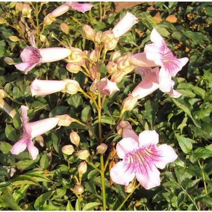 85Pcs Trumpet Vine Seeds Easy To Grow Ideal For Adding Unique Floral Structure To Ordinary Garden Designs