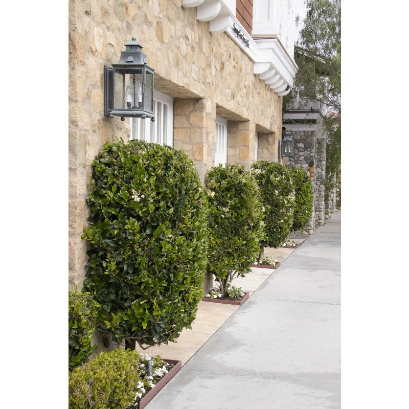 50Pcs Ornamental Ligustrum Seeds Low Maintenance Delicate Leaves with Ligustrum Seeds for Wall Covering