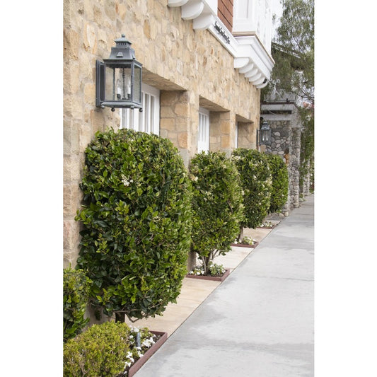 50Pcs Ornamental Ligustrum Seeds Low Maintenance Delicate Leaves with Ligustrum Seeds for Wall Covering