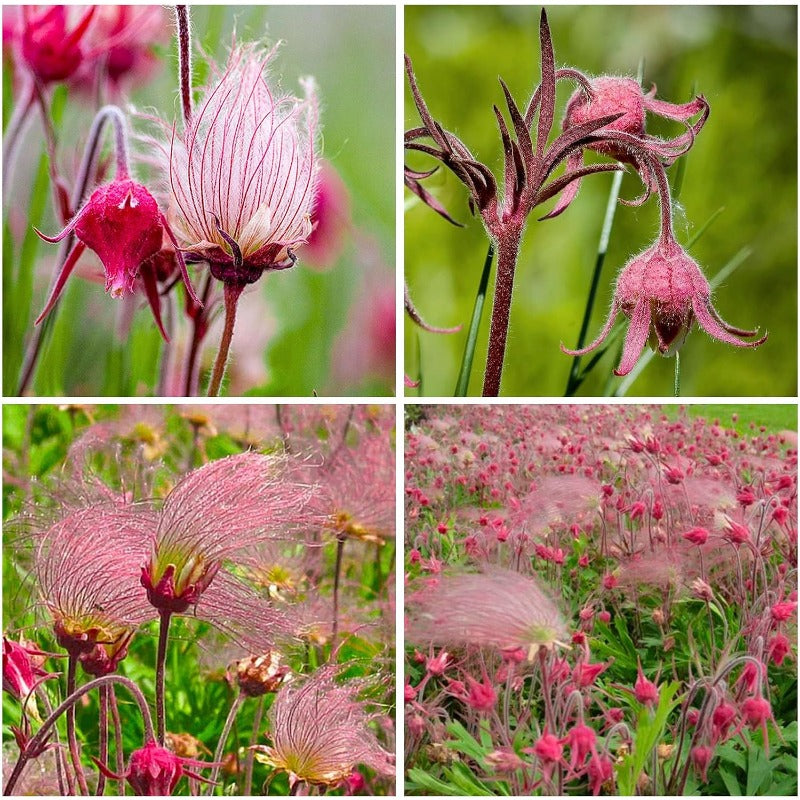 100pcs Perennial Prairie Smoke Seeds for Planting - Non-GMO Wildflower