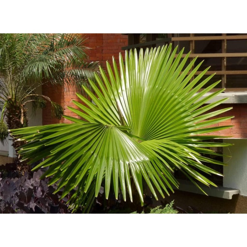 10pcs Palm Tree Seeds Drought Tolerant Tropical Foliage for Garden Fence Decoration