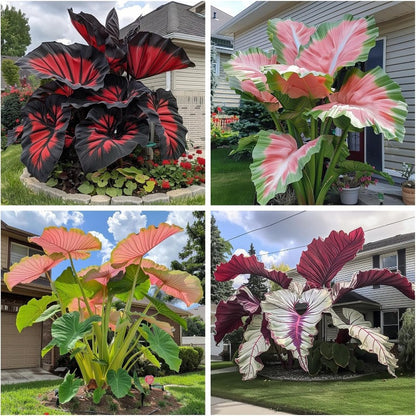 99Pcs Mix Elephant Ear Seeds great for low effort long term landscape planting and garden foliage greening