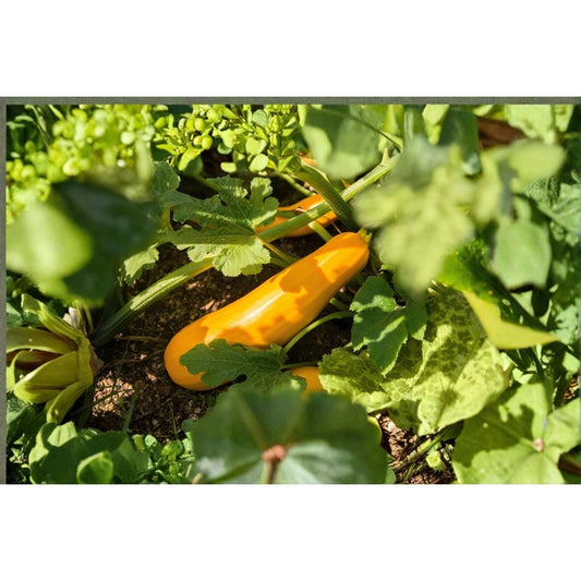 Goldy Zucchini Squash 50 Seeds for Planting – Golden Summer Squash Cucurbita pepo Heirloom Seeds