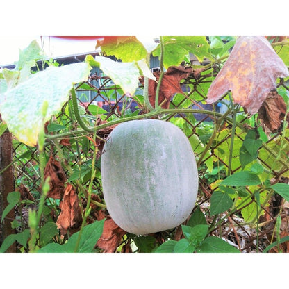30pcs Suitable for beginner planting Winter Melon Seeds flourish in loose fertile soil suited for trellis and ground cultivation