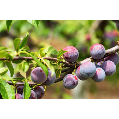 8Pcs Plum Seeds pair well with low landscape plantings to enrich multi-layered courtyard landscape structure