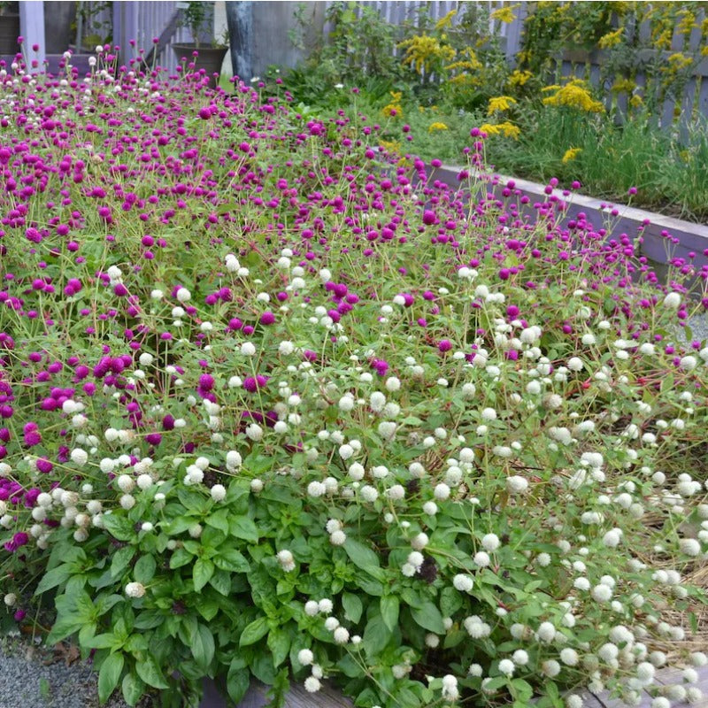 100pcs Gomphrena Seeds Friendly for new gardeners grow into full bushy clumps with prolonged seasonal bloom features