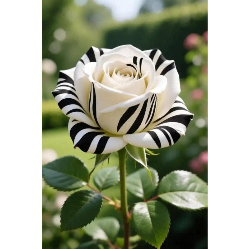 Multi Color Rose Seeds 100 Pack Cold Resistant Perennial Flower Seeds
