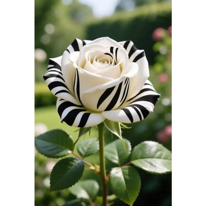 Multi Color Rose Seeds 100 Pack Cold Resistant Perennial Flower Seeds