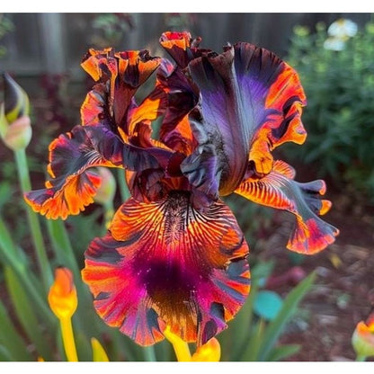 90Pcs Iris Seeds simple to grow in decorative planters, elevated beds and open garden display nooks