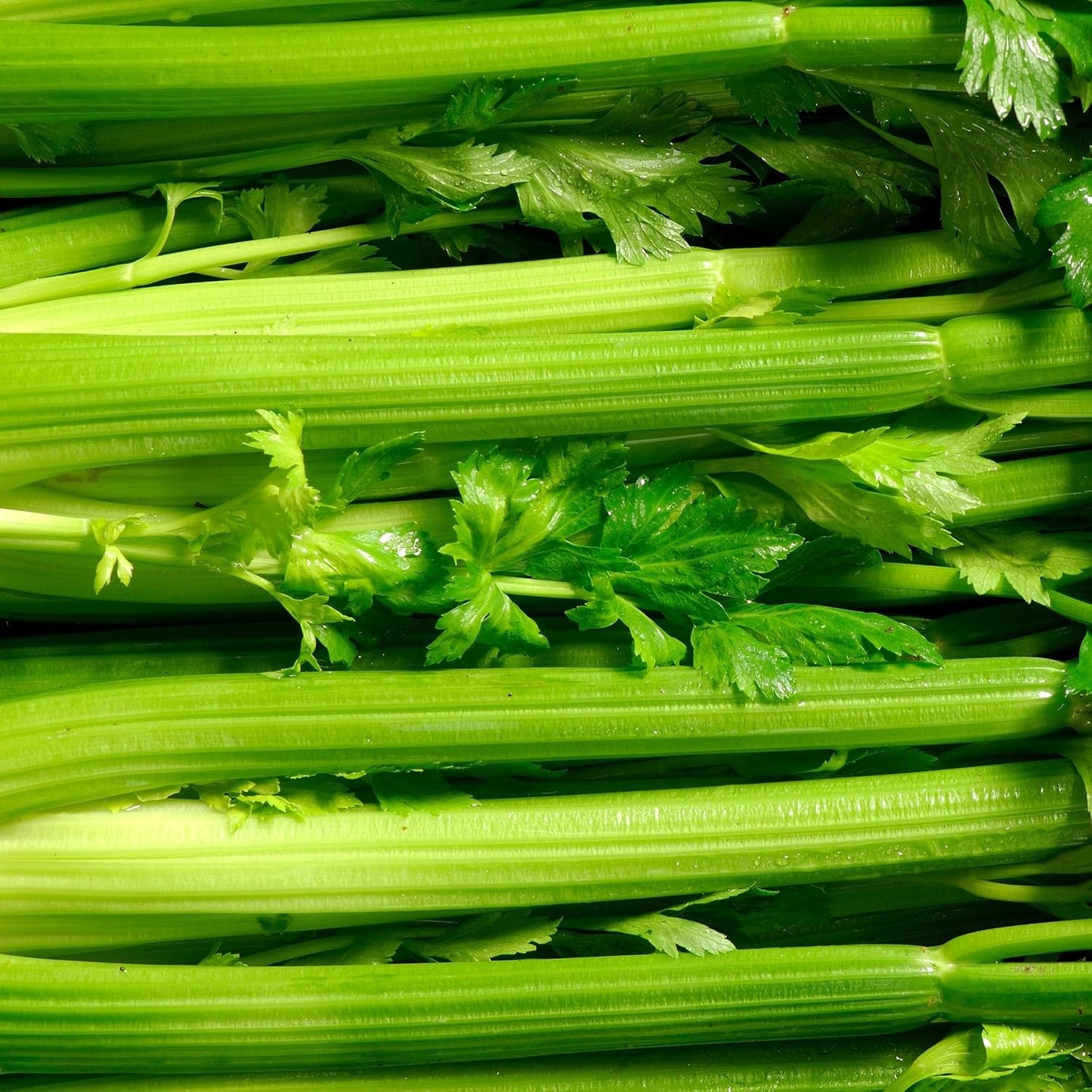 Celery 500Seeds - Non-GMO - Heirloom - Open Pollinated - Annual - Apium graveolens - Farm & Garden Vegetable Seeds