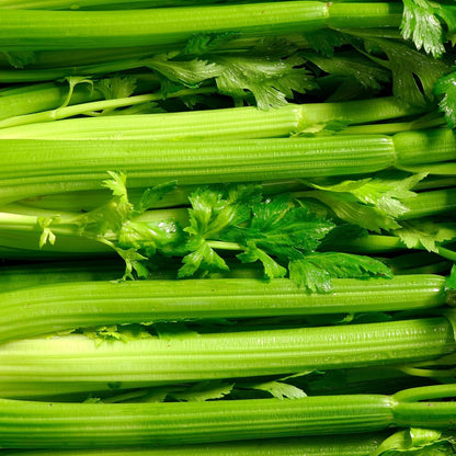 Celery 500Seeds - Non-GMO - Heirloom - Open Pollinated - Annual - Apium graveolens - Farm & Garden Vegetable Seeds