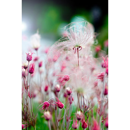 87Pcs Beginner Friendly Prairie Smoke Seeds withstand mild wind and temperature fluctuations in open rocky and wildflower garden locations