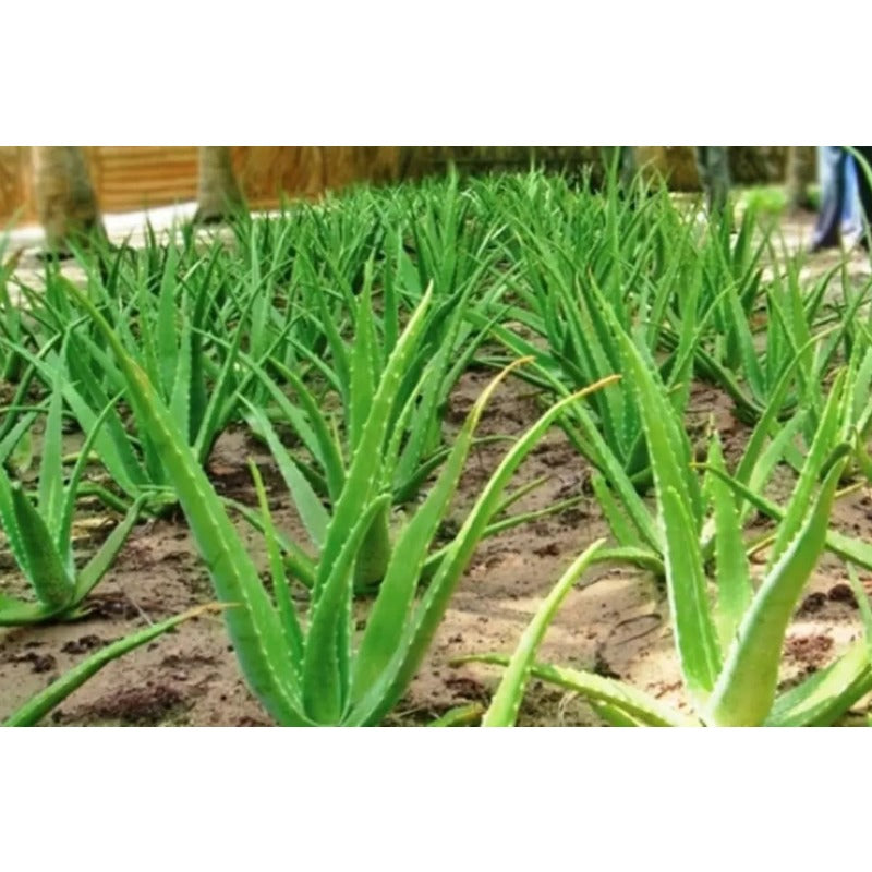 200pcs Suitable for beginner planting Aloe Vera Seeds flourish in ordinary well-drained potting soil suited for container foliage cultivation