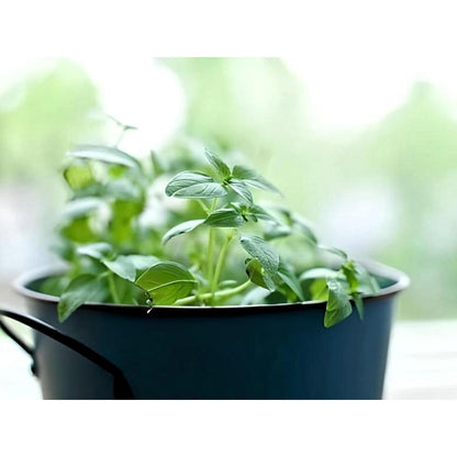 1000Pcs Oregano Seeds Suitable for casual planting feature strong natural vitality for fast garden landscape establishment