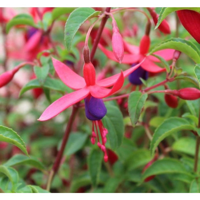 100pcs Lush Growing Bushy Compact Growth with Fuchsia Seeds for Patio fuchsia seeds fuchsia seeds for planting fuchsia seeds for hanging baskets