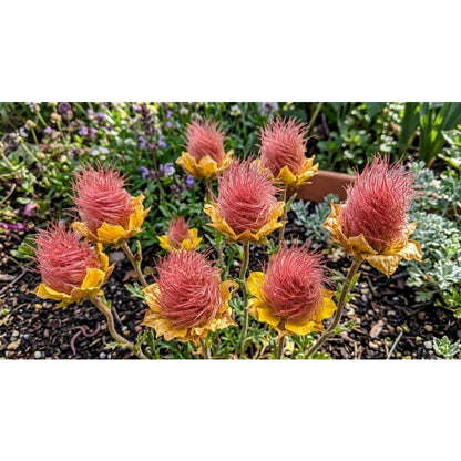 87Pcs Prairie Smoke Seeds Easy to Establish great for novice rock garden styling and wildflower meadow design