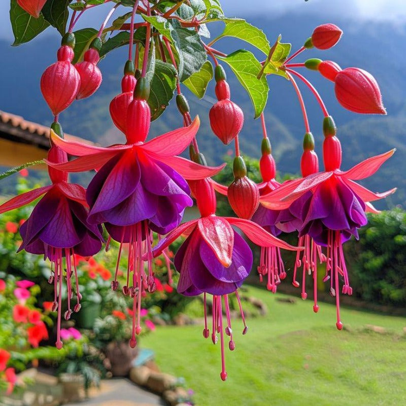 Fuchsia Seeds 100 Perennial | Hanging Bonsai Indoor Outdoor Balcony Garden Flower Pack