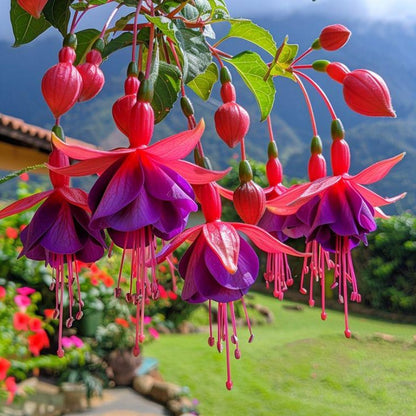 Fuchsia Seeds 100 Perennial | Hanging Bonsai Indoor Outdoor Balcony Garden Flower Pack