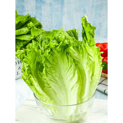 1000 Lettuce Seeds Friendly for new gardeners grow into full symmetrical rosette form with steady seasonal growth renewal features