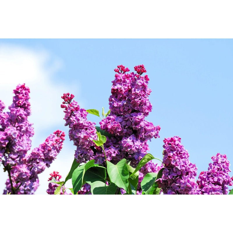 49Pcs Lilac Seeds Easy To Grow Great For Filling Gaps Between Mature Trees And Plants