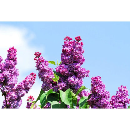 49Pcs Lilac Seeds Easy To Grow Great For Filling Gaps Between Mature Trees And Plants