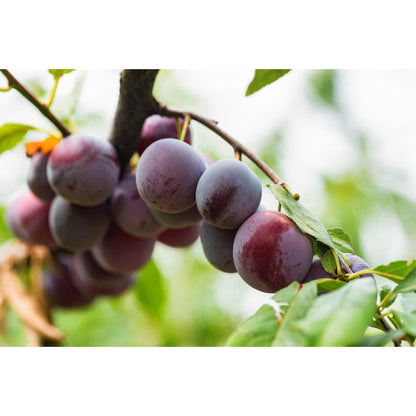 8Pcs Plum Seeds pair well with low landscape plantings to enrich multi-layered courtyard landscape structure