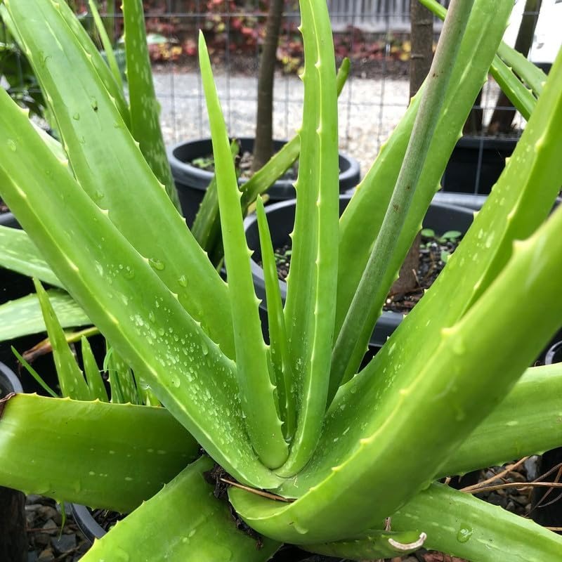 200pcs Suitable for beginner planting Aloe Vera Seeds flourish in ordinary well-drained potting soil suited for container foliage cultivation
