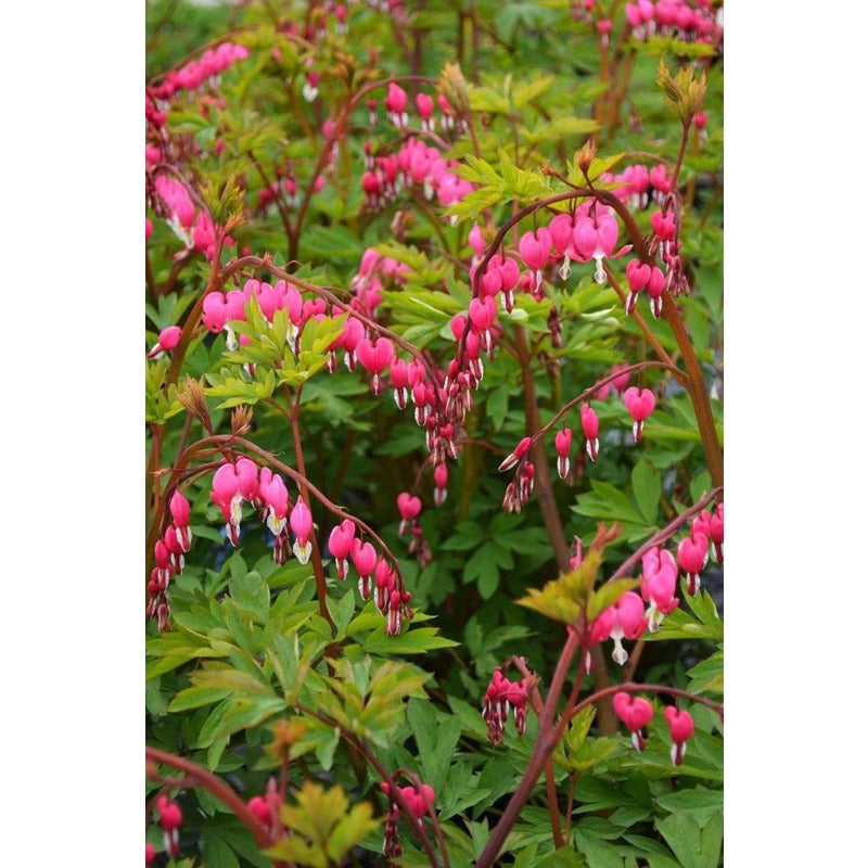 25pcs Ideal for Woodland Gardens Vigorous Growing Bleeding Heart Peony Seeds