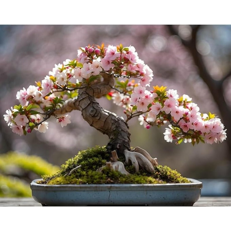 30pcs Great For Creating Peaceful Garden Atmosphere Cherry Blossom Seeds Easy To Grow