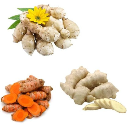 100pcs Suitable for beginner planting Ginger Seeds flourish in ordinary rich well-drained soil suited for tropical garden foliage cultivation