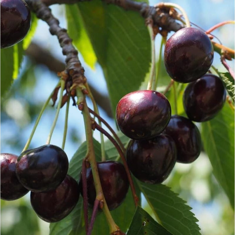 30pcs Black Cherry Tree seeds  Beautiful Spring Bloom Period  Timeless Addition To Traditional Gardens