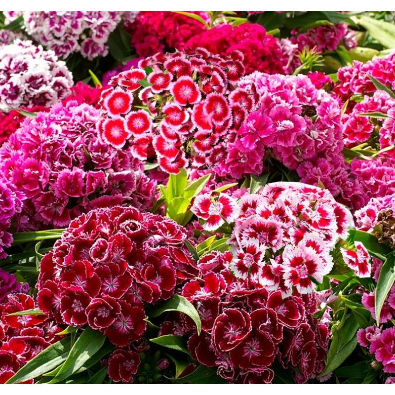 400Pcs Dianthus Seeds thrive wonderfully under full sun and well circulated open air surroundings