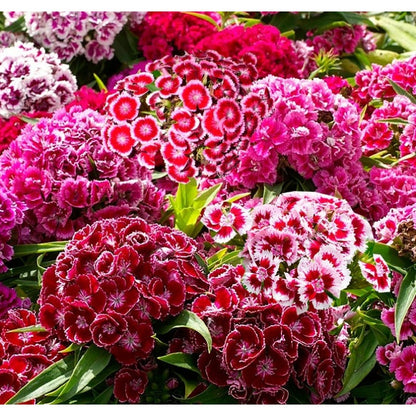 400Pcs Dianthus Seeds thrive wonderfully under full sun and well circulated open air surroundings