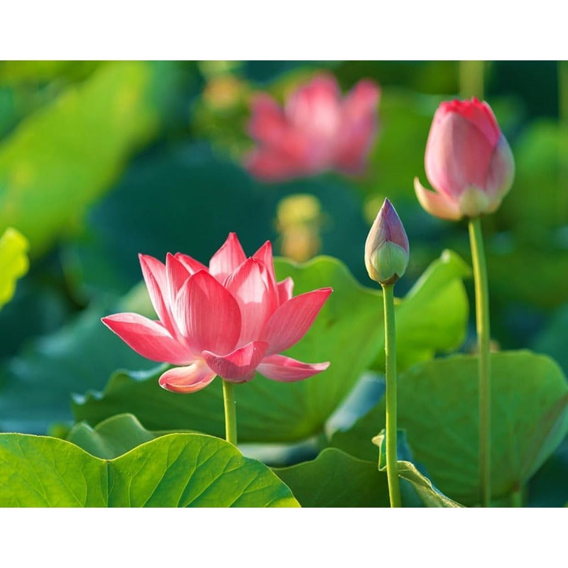 12 pcs Mini Lotus Seeds Variety Pack Bonsai Lotus, Water Lily Garden Seeds
