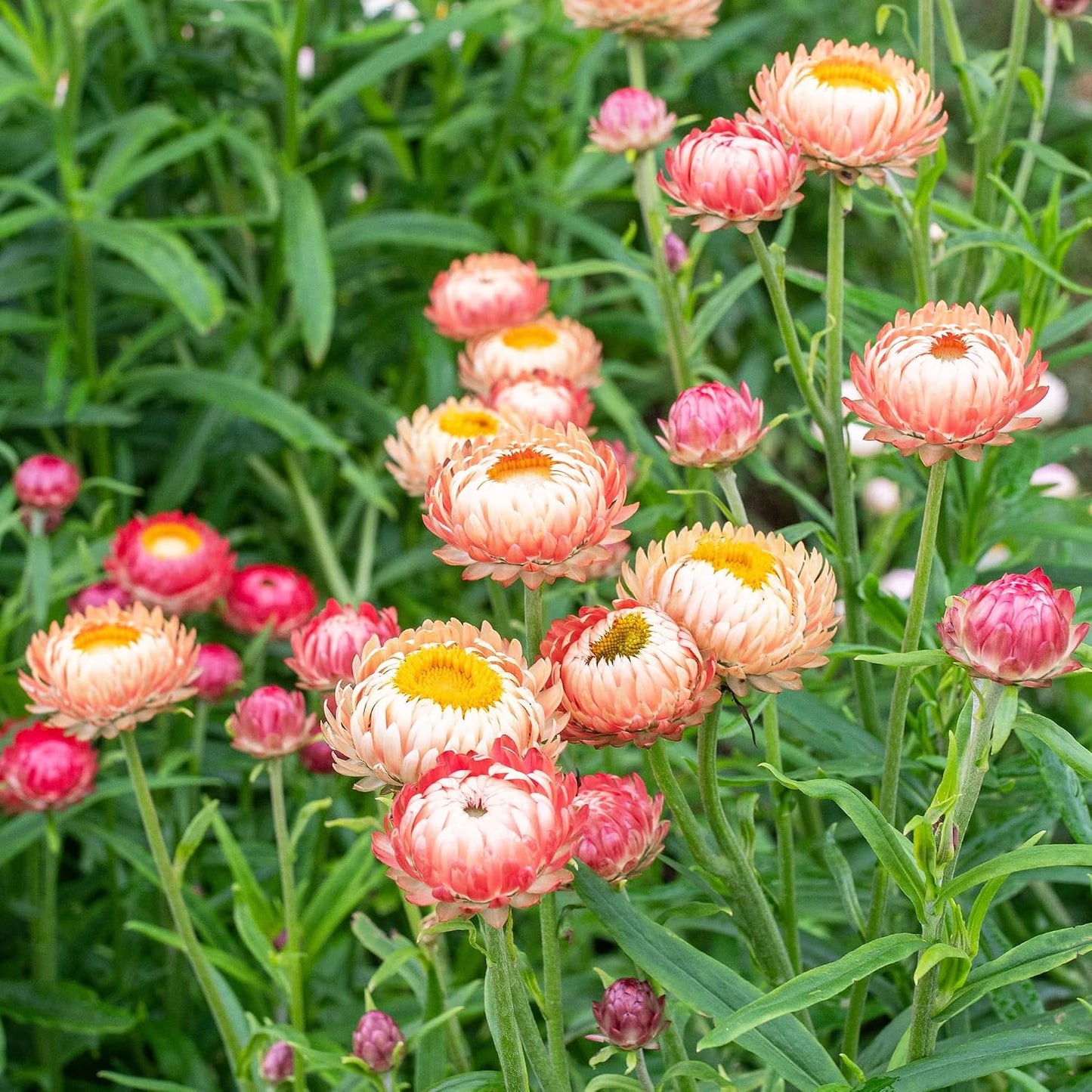 200 Strawflower Seeds Friendly for new gardeners grow into full neat bushy clumps with prolonged seasonal blooming features