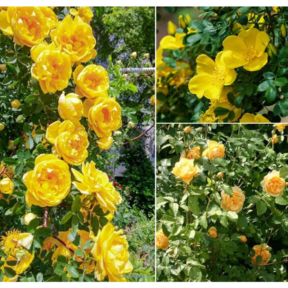 150pcs Yellow Climbing Rose Seeds Vine Seed Non-GMO Heirloom Perennial Flowers for Garden Plant