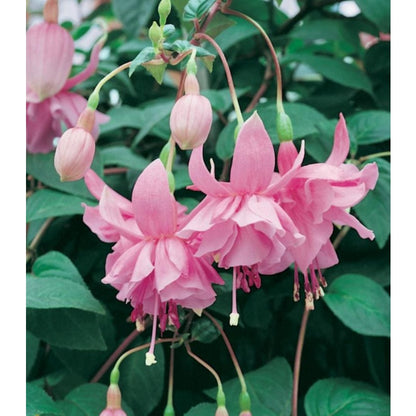 100pcs Rapid Development Ornamental Fuchsia seeds Blooms for Outdoor Planting