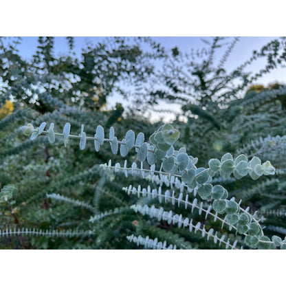 98Pcs Eucalyptus Seeds Fit for home planting hold consistent seasonal growth cycles for lasting landscape ornamental value