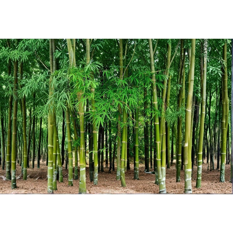92Pcs Bamboo Seeds Complement Any Type Of Outdoor Home Decor