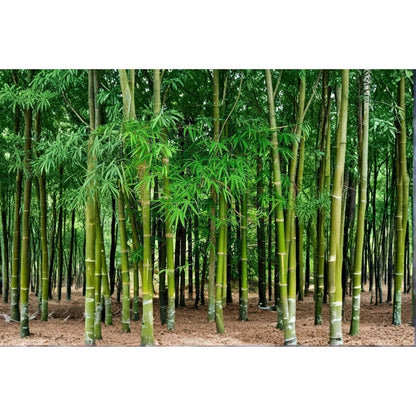 92Pcs Bamboo Seeds Complement Any Type Of Outdoor Home Decor