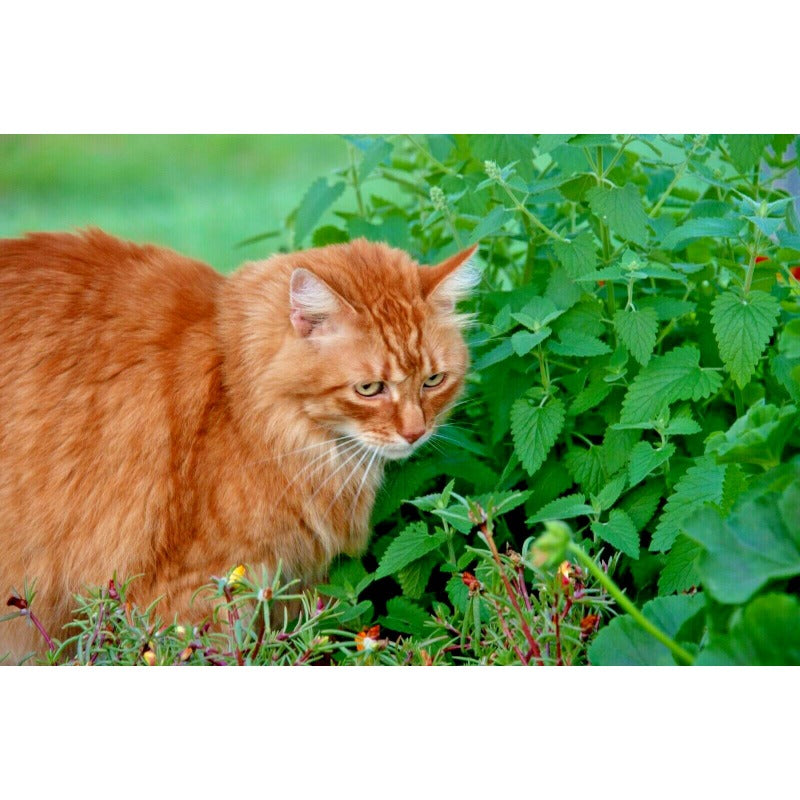1000pcs Garden Seeds Catnip Seeds Fast Growing Easy To Plant For Home Gardens