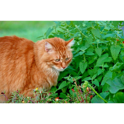 1000pcs Garden Seeds Catnip Seeds Fast Growing Easy To Plant For Home Gardens