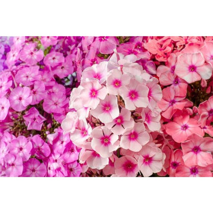 500pcs Creeping Phlox Seeds for planting in residential rock garden areas and private slope courtyard spaces