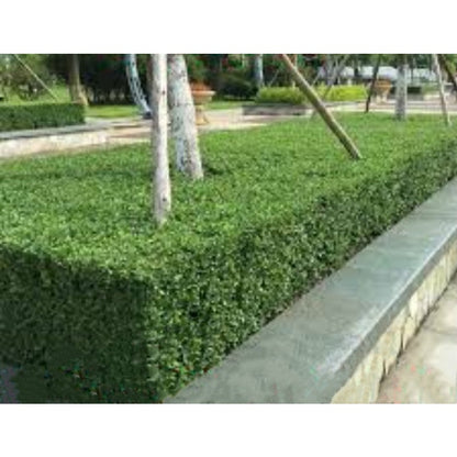 50Pcs High Germination Lush Foliage with Ligustrum Seeds for Garden Fence Decoration