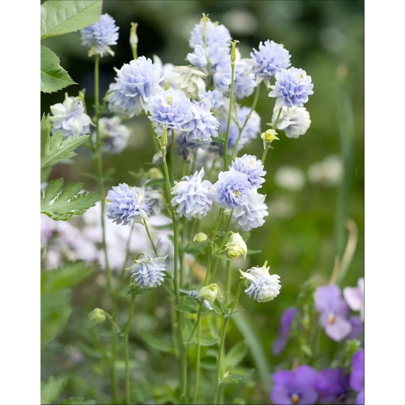 200pcs Double Purple Columbine Seeds  Shade Loving Perennial, Cottage Garden Flowers